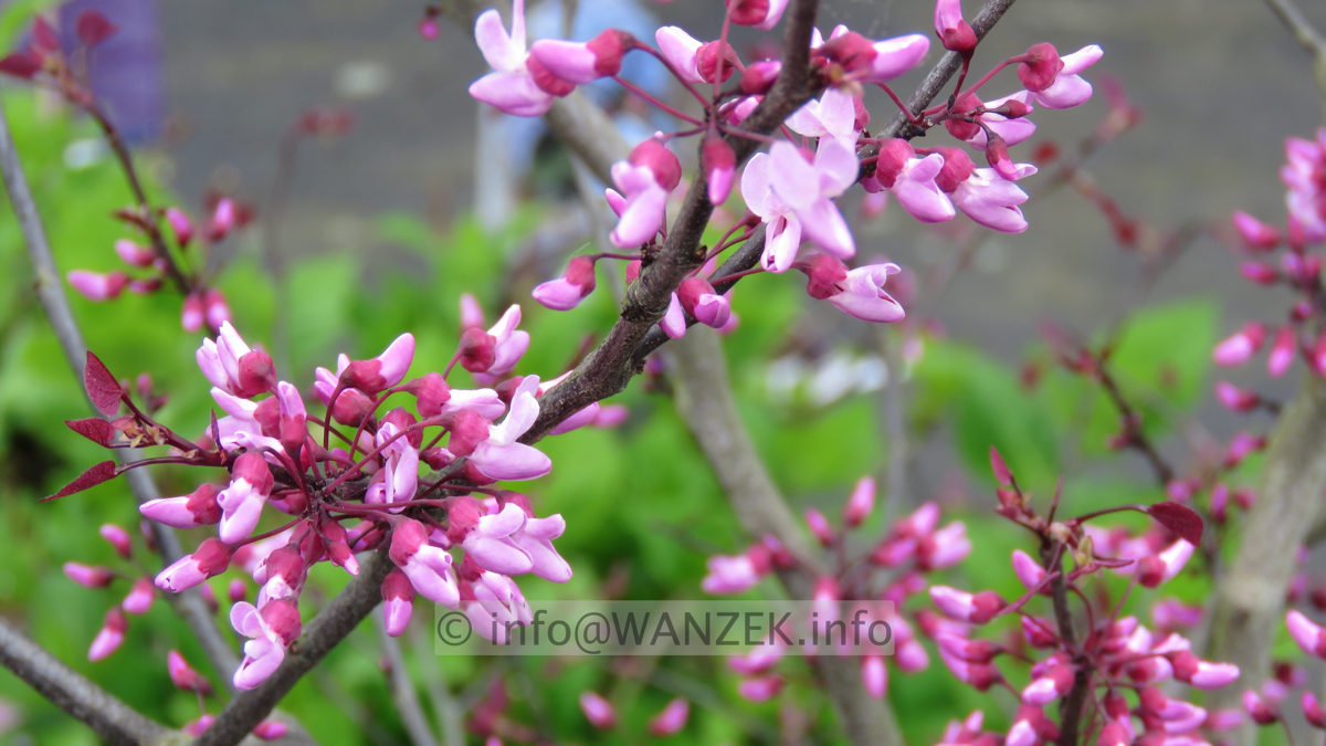 Cercis canadensis Forest Pansy - Blueten 01.JPG